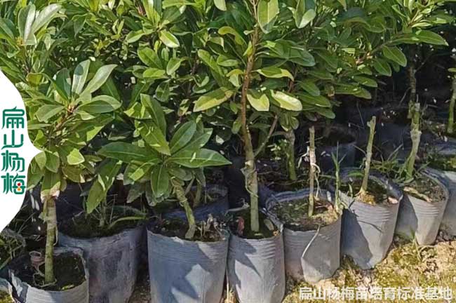 湖北永樹冠大楊梅苗 水晶小杯早熟大杯營養袋裝地徑3-8公分