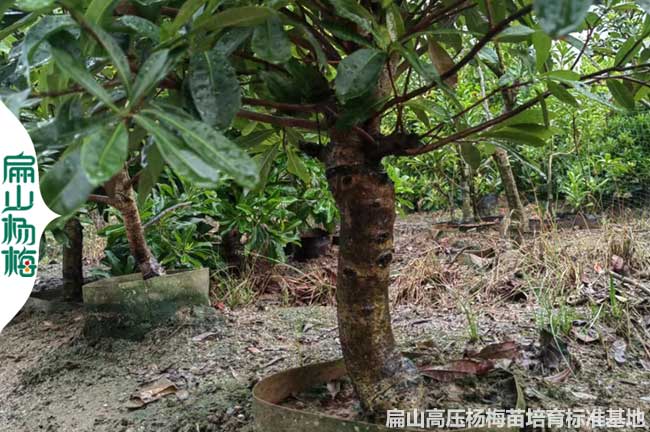 福建高壓楊梅苗批發