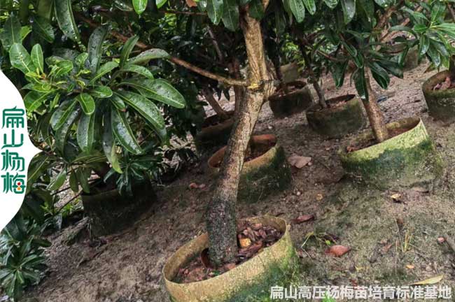 造型高壓東魁永樹冠楊梅大杯苗 浙江福建廣西江西湖北廣東批發