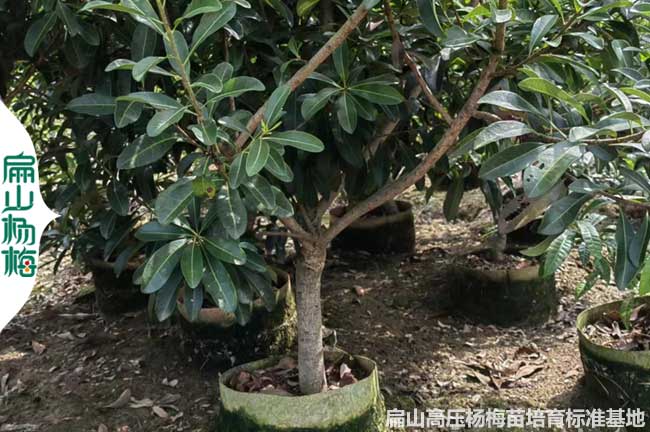 地徑5公分江西高壓楊梅大杯苗批發 上饒贛州撫州宜春吉安2年