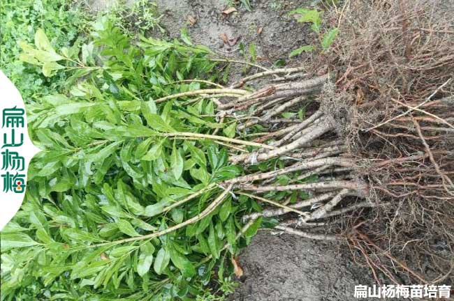臺州2年楊梅裸根苗批發