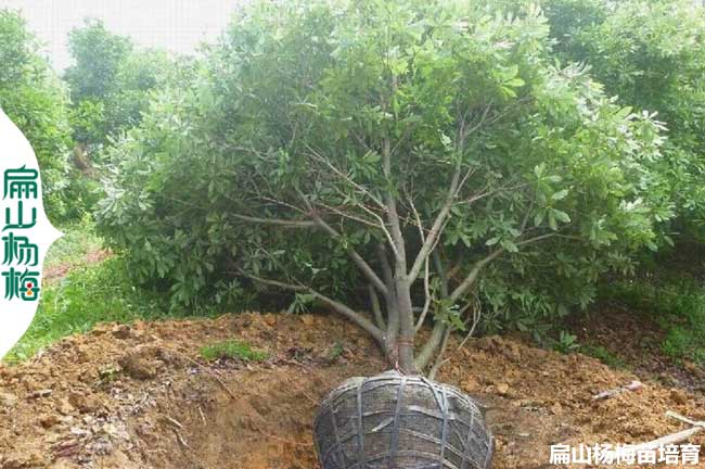 福建楊梅球批發