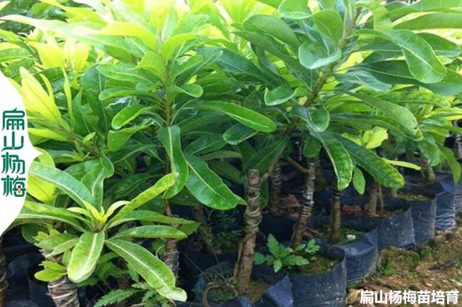 浙江有名楊梅樹苗 批發金華臺州臨海仙居黃巖1-3-2年小杯苗