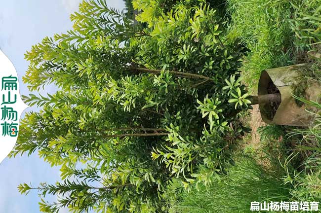 早薺楊梅苗 長沙早熟晚熟中熟楊梅樹苗 培育批發30-50-80CM