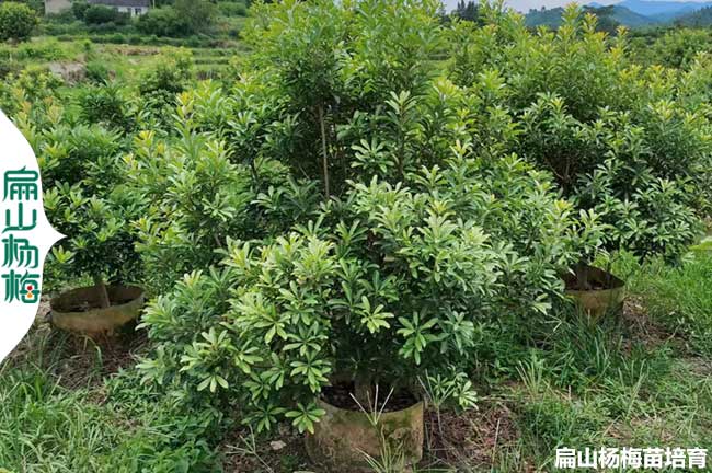 臺州楊梅大杯苗批發