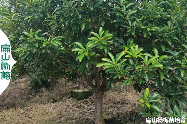 [遲熟烏梅苗]邢臺早熟東魁楊梅苗批發 荸薺晚熟7-8月份成熟