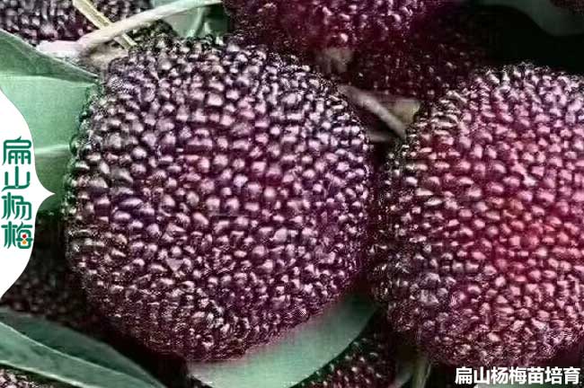 廣西楊梅批發