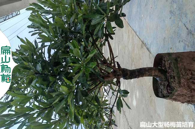 懷化永樹冠楊梅大杯苗批發