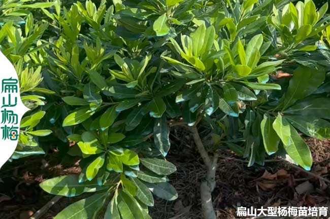 黑高峰楊梅苗 2024年湖南烏梅早薺晚熟批發 價格6-8-5元/珠