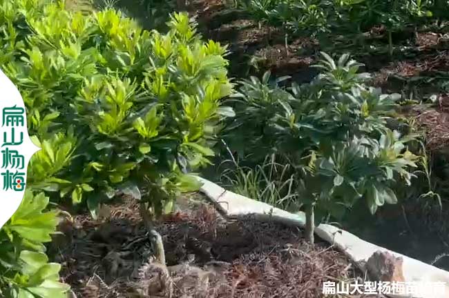 黃 巖臺州高壓楊梅苗培育 浙江1-2-3年黃巖楊梅苗批發 50-80CM