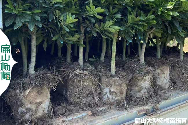 浙江楊梅大杯苗批發