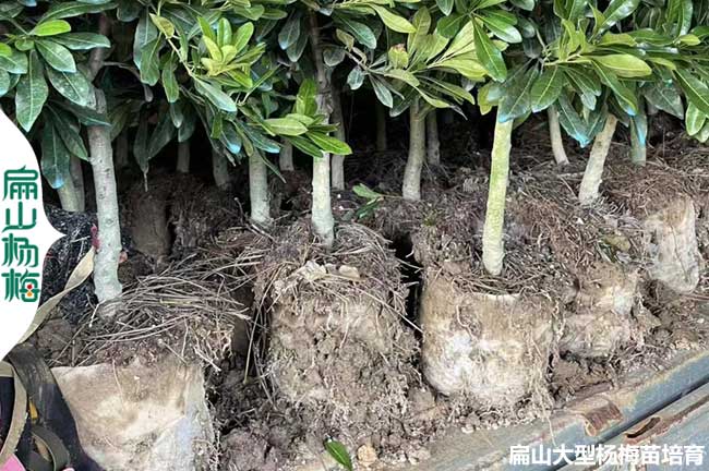 2023-2024-2025新楊梅樹苗品種批發 水晶永樹冠黑晶黑魁黑高峰