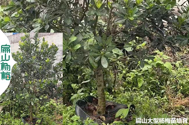臺州造型楊梅苗批發