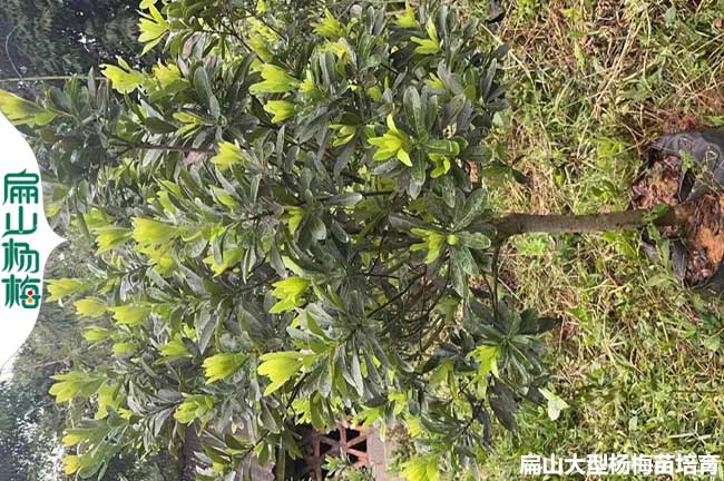 浙江造型楊梅苗批發