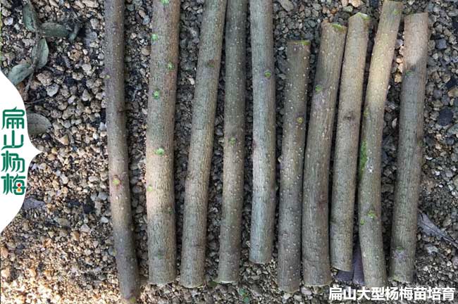 砧木接穗永樹冠楊梅嫁接 浙江福建白水晶永樹冠楊梅樹苗種子批發