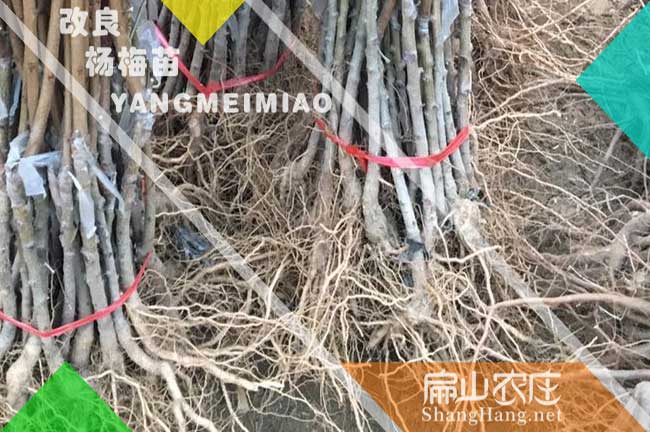 德宏楊梅裸根苗批發