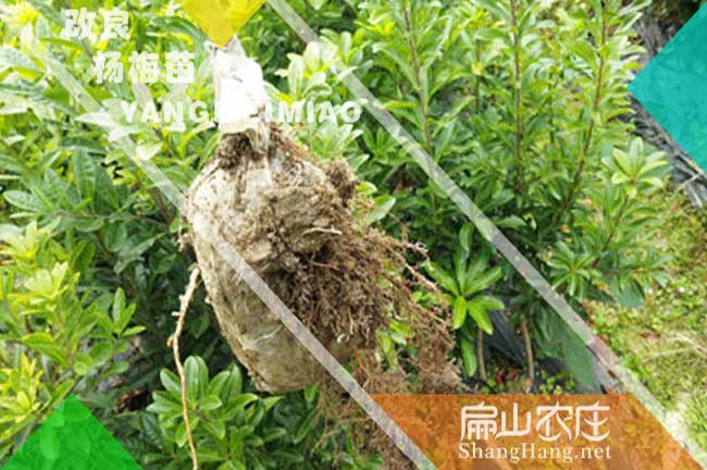 陜西改良楊梅苗批發