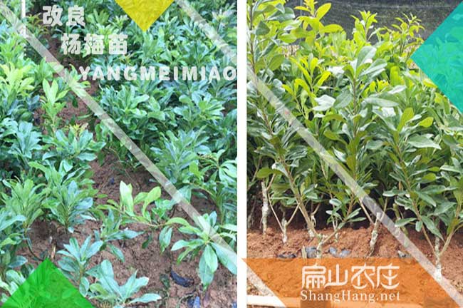臨滄黑高峰楊梅苗批發