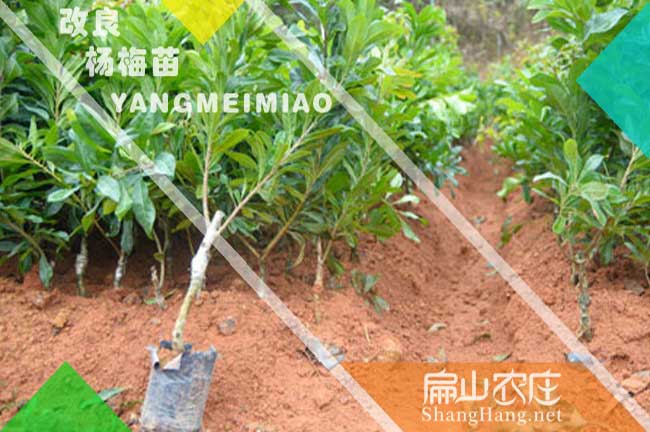 特早熟楊梅小杯苗 玉溪楊梅苗批發 玉溪東魁黑高峰仙居6元