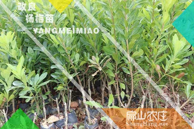 廣東浮宮楊梅批發