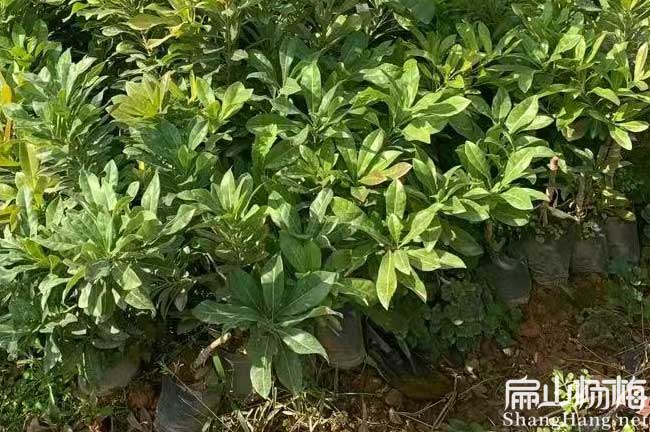 迪慶一年楊梅苗批發