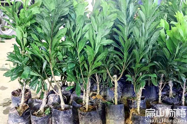 種植100畝楊梅利潤 前景價格 管理技術 畝產量-扁山楊梅