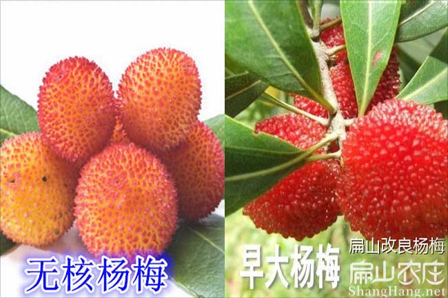 云南無核楊梅批發