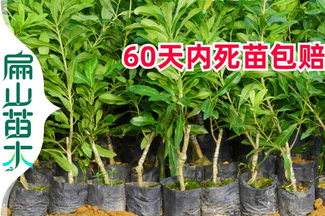10-50-100-500顆楊梅苗 紅河水晶仙居楊梅苗價格 批發9元/珠