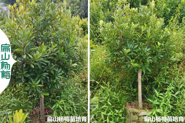 福建造型楊梅苗批發