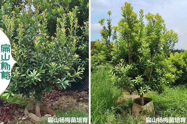 騰沖楊梅大杯苗批發