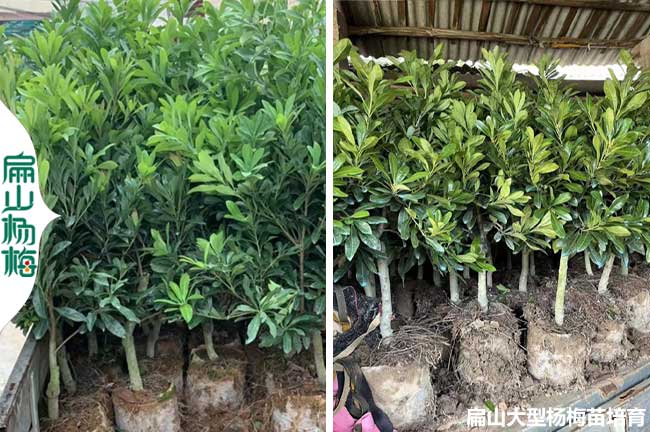 龍巖2公分楊梅大杯苗