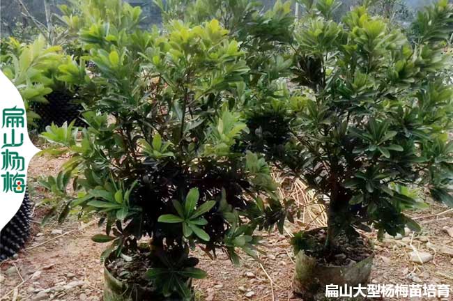 湖南高壓楊梅苗 懷化楊梅大杯苗 靖州小袋樹苗 地徑1-2-3CM