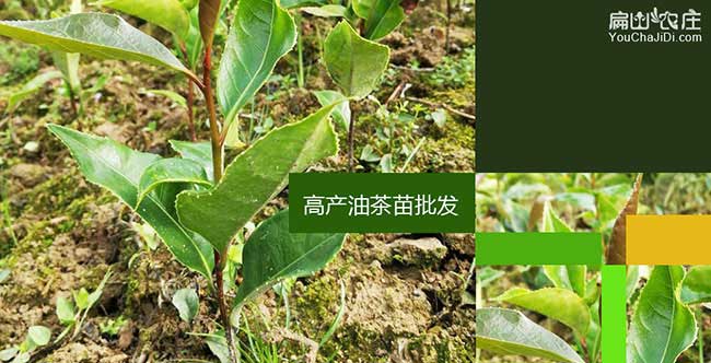 益陽油茶苗批發