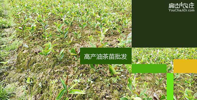萬店油茶種植的主要問 萬店油茶種植的主要問