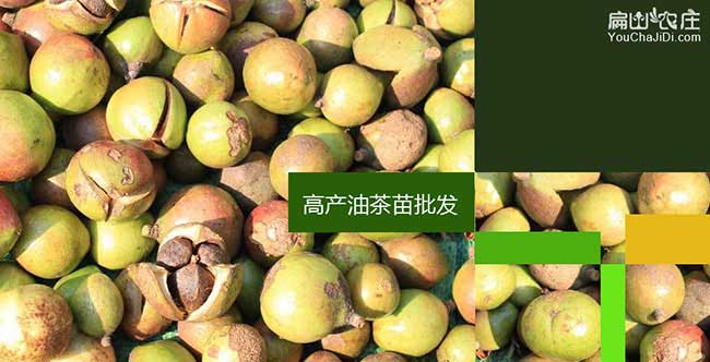 城關茶籽回收