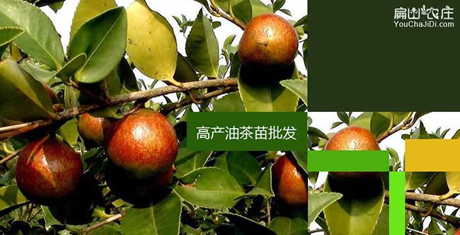三明茶籽回收