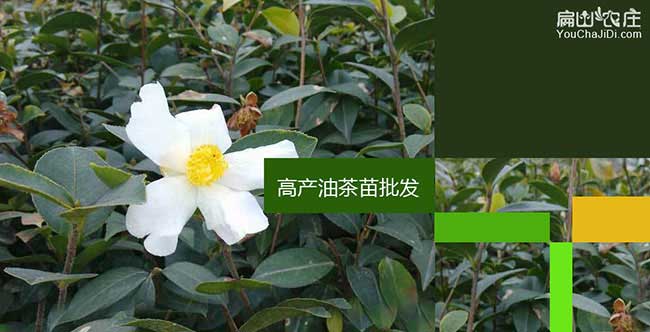 恭城油茶基地