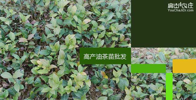 宜昌高產油茶基地