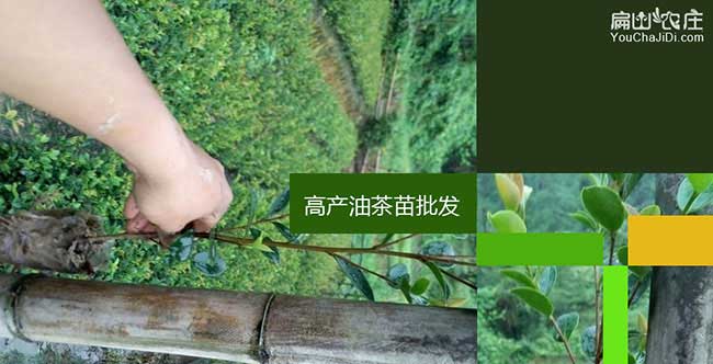 上黃鎮油茶苗的經營方 上黃鎮油茶苗的經營方