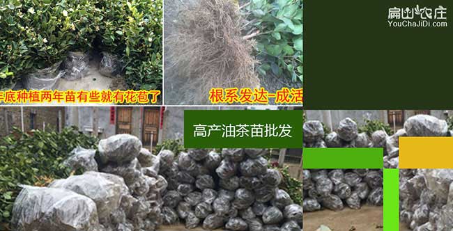 天門油茶規模