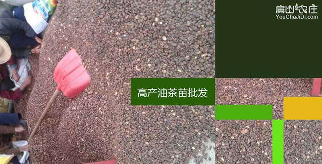 金壇區茶樹苗栽植行珠 金壇區茶樹苗栽植行珠