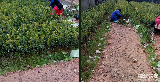 天寧區福建閩優油茶苗 天寧區福建閩優油茶苗