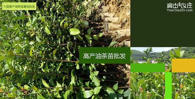 羅湖區西方國家喜歡吃 羅湖區西方國家喜歡吃