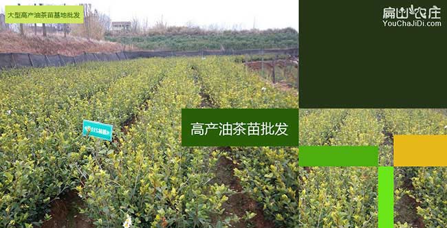 延長縣國新品種油 延長縣國新品種油