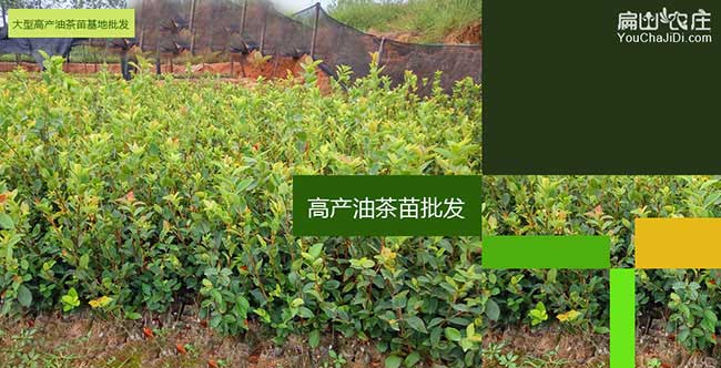 南平高產茶樹種植