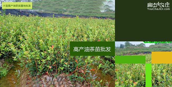 五華油茶種植的主要問 五華油茶種植的主要問