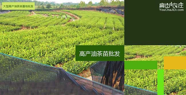高產油茶苗種植基地
