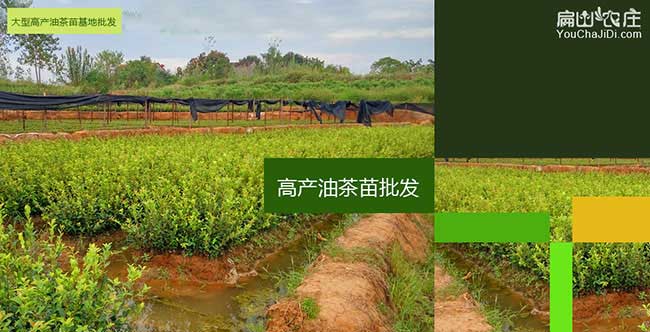 岑溪軟枝技2號