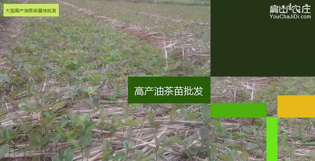 長林高產油茶苗