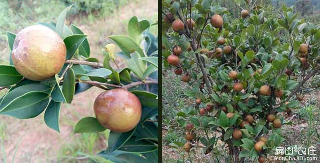 相山西濉溪鎮油茶種植 相山西濉溪鎮油茶種植